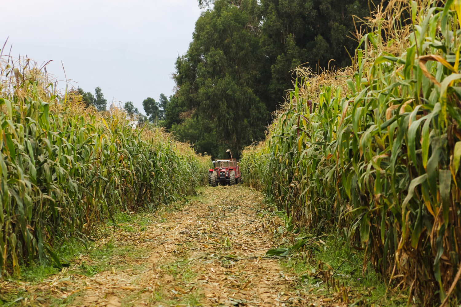 Semer le vivant, cultiver le commun